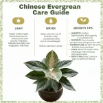 Chinese Evergreen Care