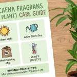 Dracaena Fragrans Care Guide