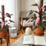 An easy Philodendron Pink Princess care guide covering light, water, humidity, and tips to maintain stunning pink variegation.