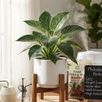 A complete Philodendron Birkin care guide covering light, watering, humidity, soil, and easy growth tips.