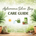 Aglaonema Silver Bay Care Guide (Chinese Evergreen Tips)