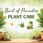 How to Care for Bird of Paradise Indoors (Full Guide)