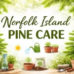 How to Care for Norfolk Island Pine