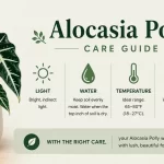 Alocasia Polly Care Guide: Indoor Plant Care Tips