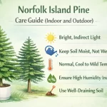 Norfolk Island Pine care guide for indoor and outdoor growing conditions