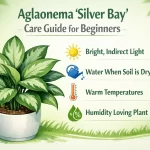 Aglaonema Silver Bay indoor plant care guide for beginners in low light conditions